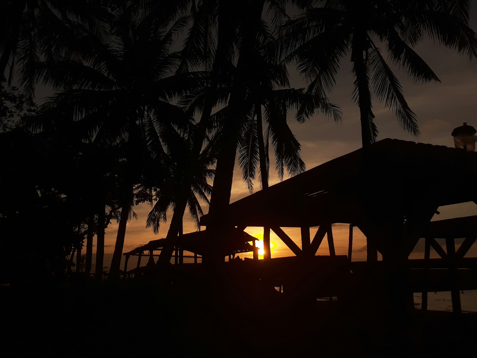 silhouette of palm tree during night time